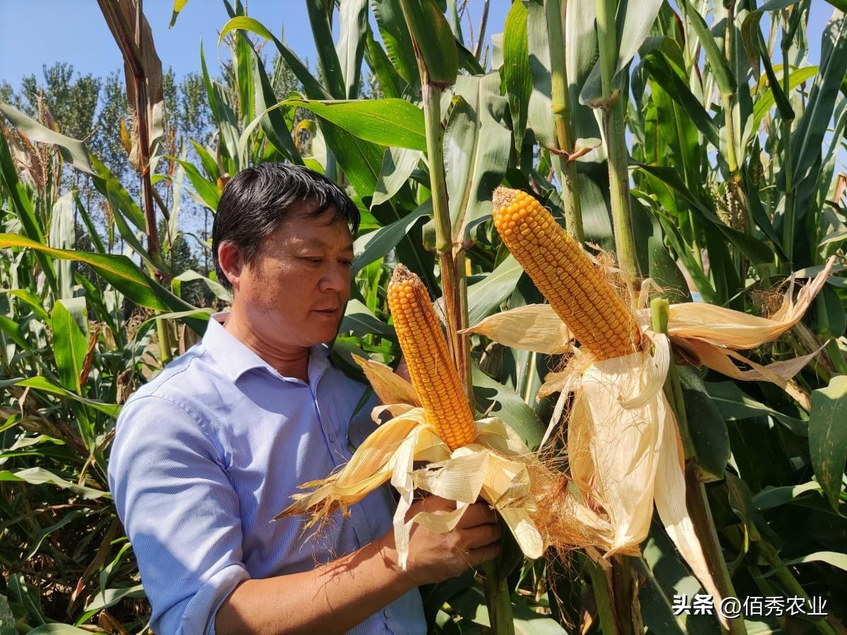 玉米高产栽培技术途径（玉米怎么种植才能高产一些）