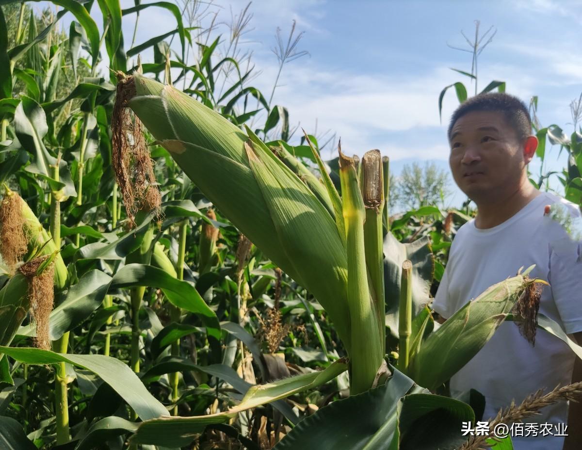 玉米高产栽培技术途径（玉米怎么种植才能高产一些）