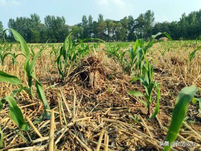​玉米高产栽培技术途径（玉米怎么种植才能高产一些）