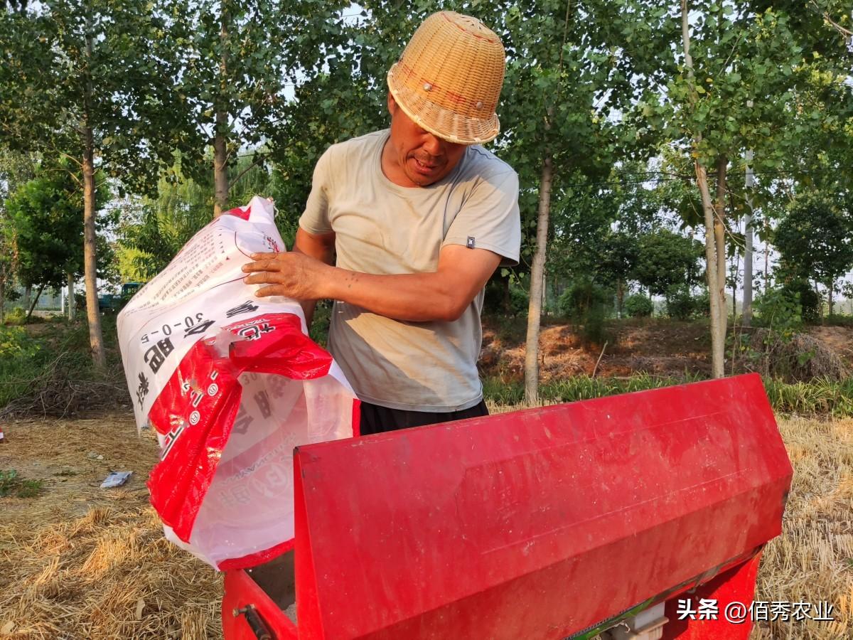 玉米高产栽培技术途径（玉米怎么种植才能高产一些）