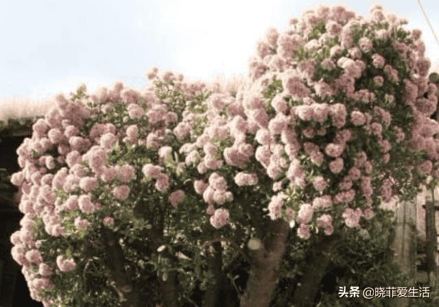 富贵树招财吗（风水树哪种最好）