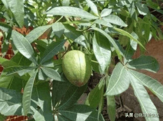 富贵树招财吗（风水树哪种最好）