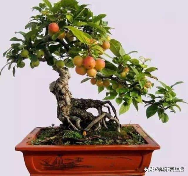 富贵树招财吗（风水树哪种最好）