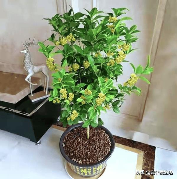 富贵树招财吗（风水树哪种最好）
