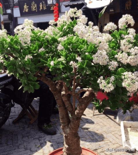 富贵树招财吗（风水树哪种最好）