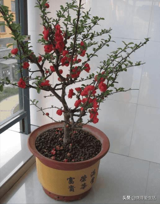 富贵树招财吗（风水树哪种最好）