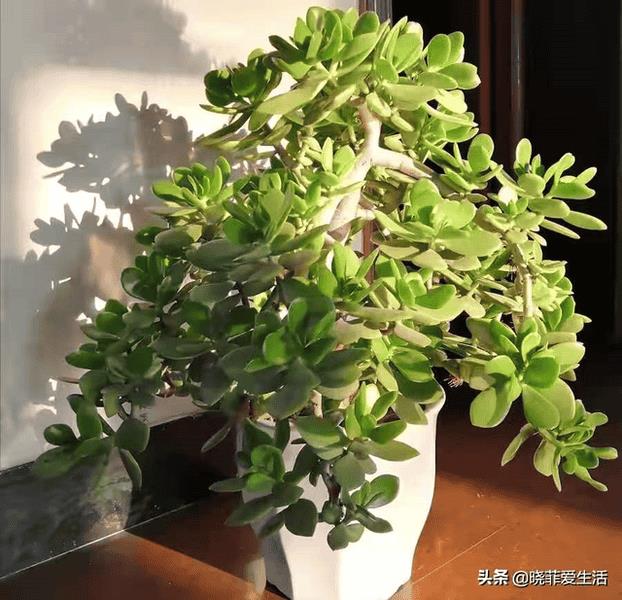 富贵树招财吗（风水树哪种最好）
