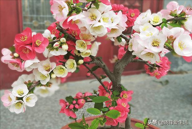 富贵树招财吗（风水树哪种最好）