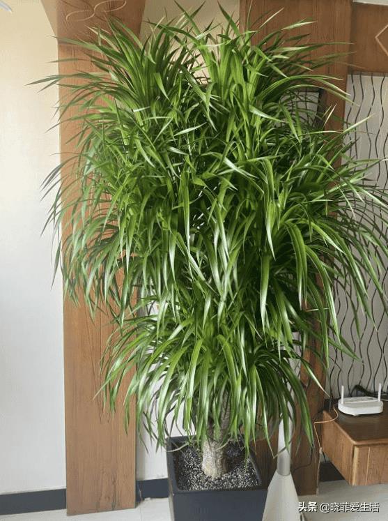 富贵树招财吗（风水树哪种最好）