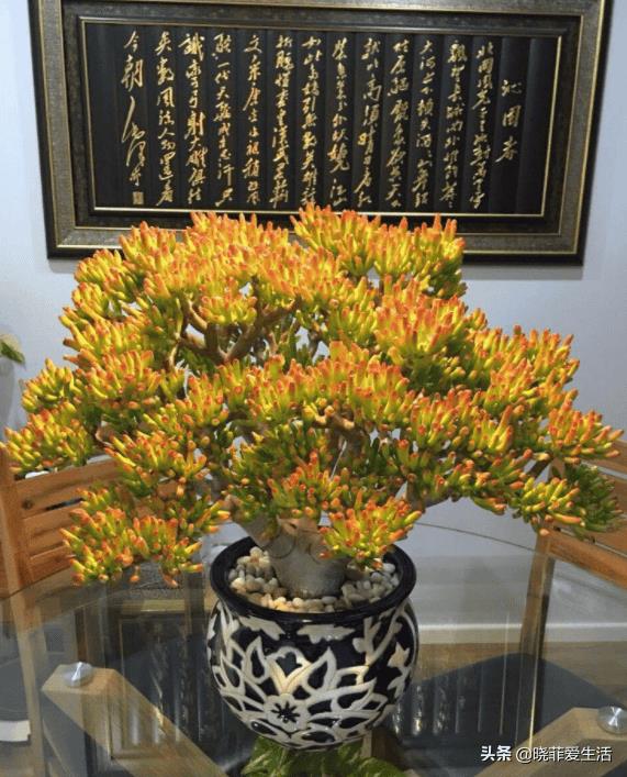 富贵树招财吗（风水树哪种最好）