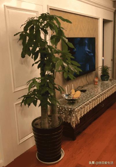 富贵树招财吗（风水树哪种最好）