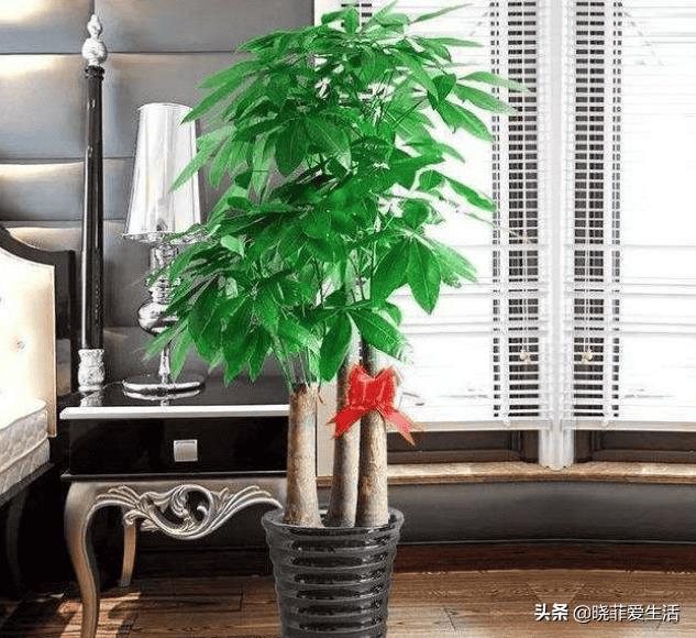 富贵树招财吗（风水树哪种最好）
