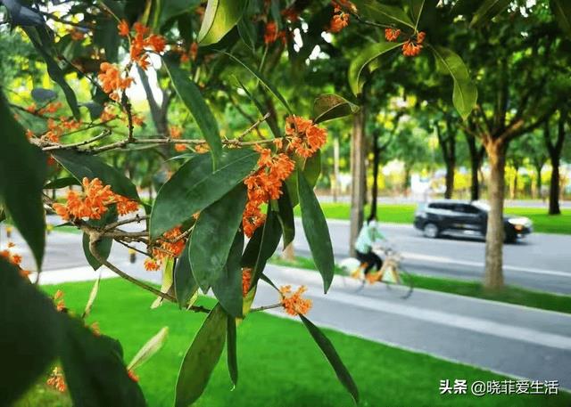 富贵树招财吗（风水树哪种最好）