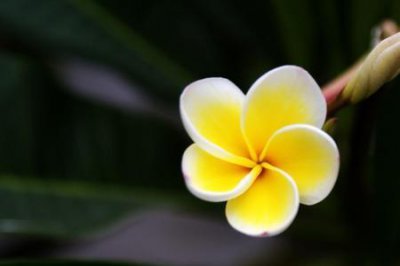 ​两朵花寓意