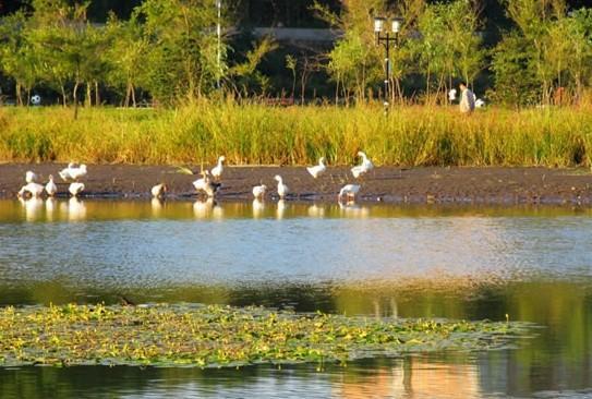 3、松花江湿地公园
