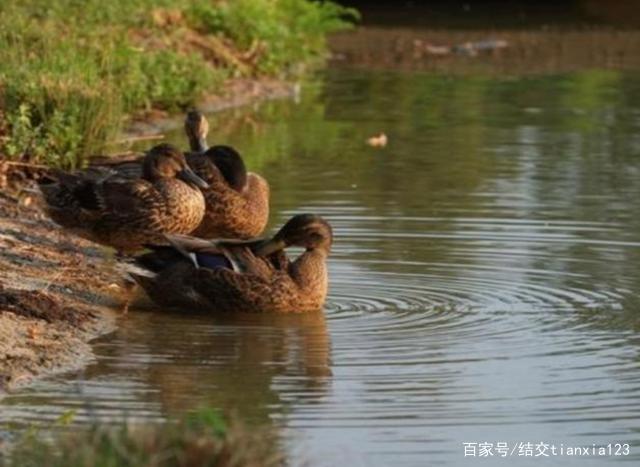 4、生态养殖区主要放养鸭子、乌龟等家禽家畜；