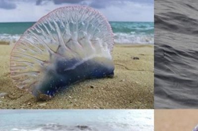 ​葡萄牙战舰帆水母的天敌