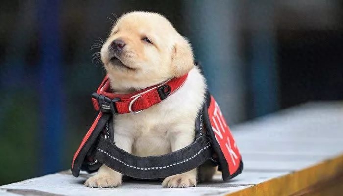 狗养多久才对人有感情(和狗狗天天说话能听懂吗)
