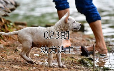 ​狗养多久才对人有感情(和狗狗天天说话能听懂吗)