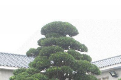 ​日本罗汉松哪个品种最贵