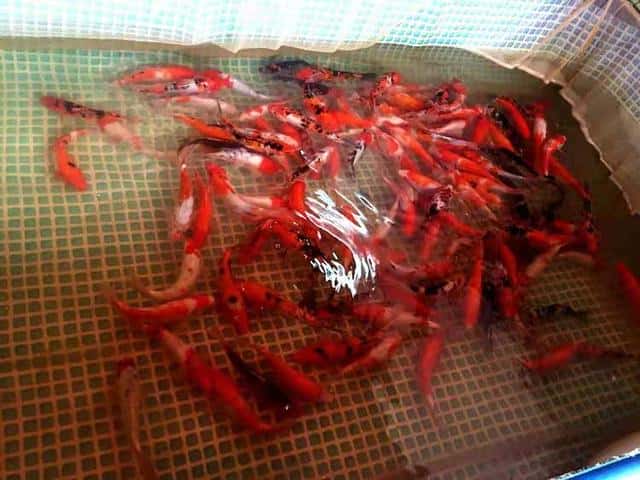家养观赏冷水鱼什么品种最好养（最好养的冷水鱼有哪些种类）