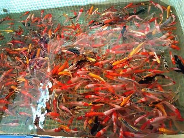 家养观赏冷水鱼什么品种最好养（最好养的冷水鱼有哪些种类）