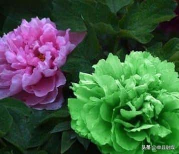 牡丹的文化象征意义（牡丹象征着什么意义）