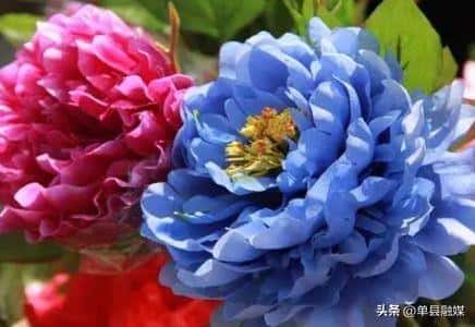 牡丹的文化象征意义（牡丹象征着什么意义）