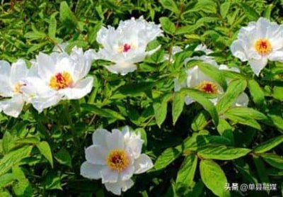 ​牡丹的文化象征意义（牡丹象征着什么意义）