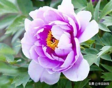 牡丹的文化象征意义（牡丹象征着什么意义）