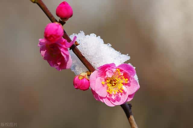 梅花象征的意义是什么-精神品质是什么-（梅花的寓意与花语象征着什么）