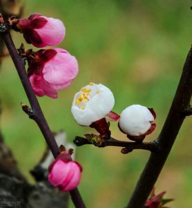 ​梅花象征的意义是什么-精神品质是什么-（梅花的寓意与花语象征着什么）