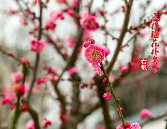梅花象征的意义是什么-精神品质是什么-（梅花的寓意与花语象征着什么）