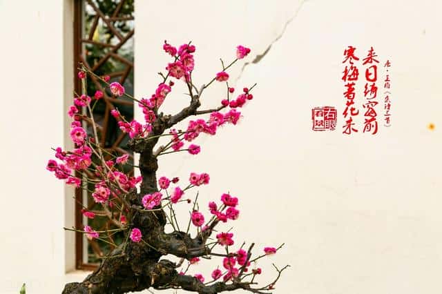 梅花象征的意义是什么-精神品质是什么-（梅花的寓意与花语象征着什么）