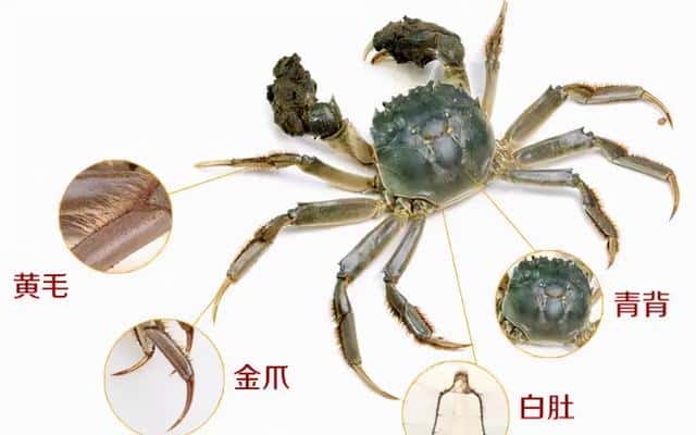中国哪里的螃蟹最好吃-（大闸蟹哪里的最正宗）