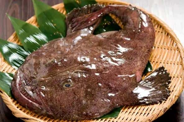市面上的深海鱼种类（菜市场常见的鱼有哪些）