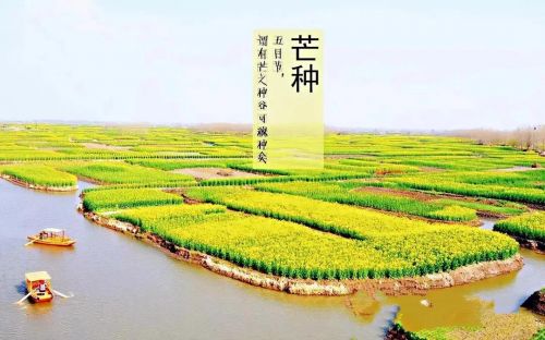 芒种的诗句 古诗(芒种佳句欣赏)-第2张图片-