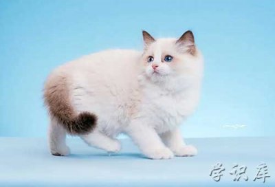​布偶猫价格多少钱一只(布偶猫价格参考)
