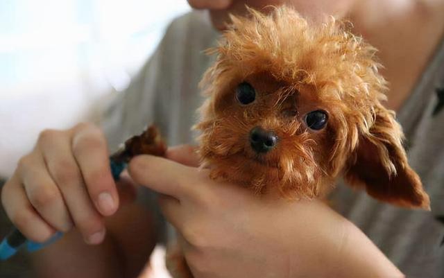 贵宾犬好养还是泰迪好养（贵宾犬和泰迪的区别）