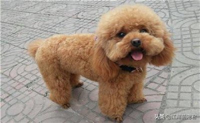 ​贵宾犬好养还是泰迪好养（贵宾犬和泰迪的区别）