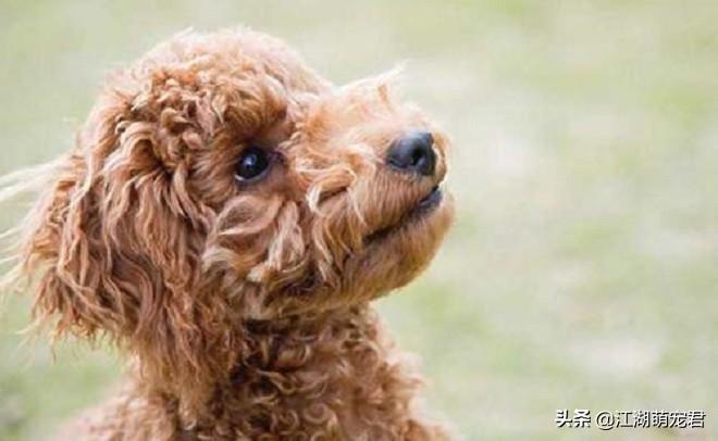 贵宾犬好养还是泰迪好养（贵宾犬和泰迪的区别）