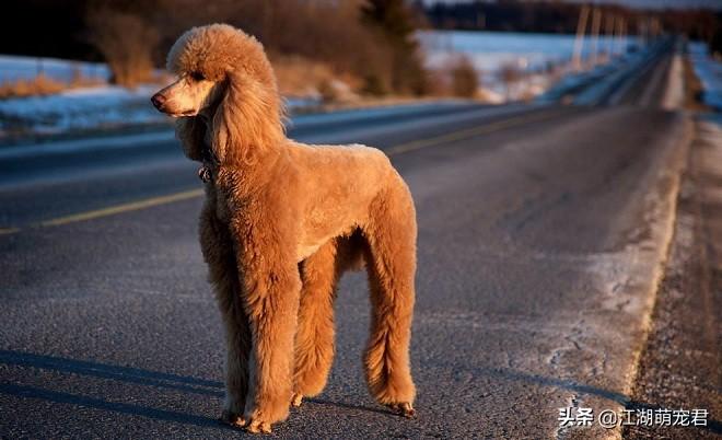 贵宾犬好养还是泰迪好养（贵宾犬和泰迪的区别）