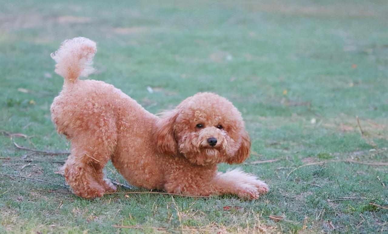 贵宾犬好养还是泰迪好养（贵宾犬和泰迪的区别）