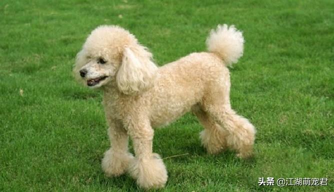 贵宾犬好养还是泰迪好养（贵宾犬和泰迪的区别）