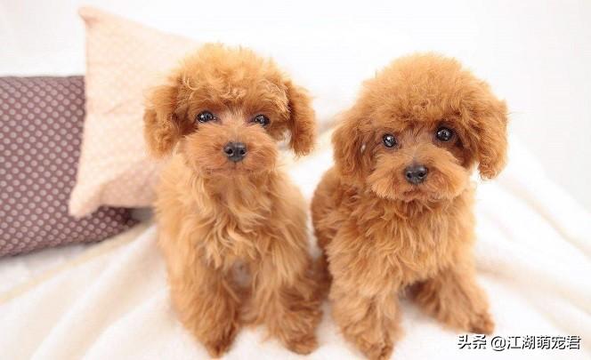 贵宾犬好养还是泰迪好养（贵宾犬和泰迪的区别）