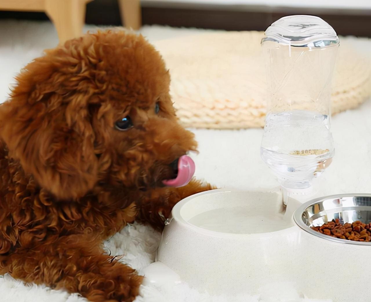贵宾犬好养还是泰迪好养（贵宾犬和泰迪的区别）