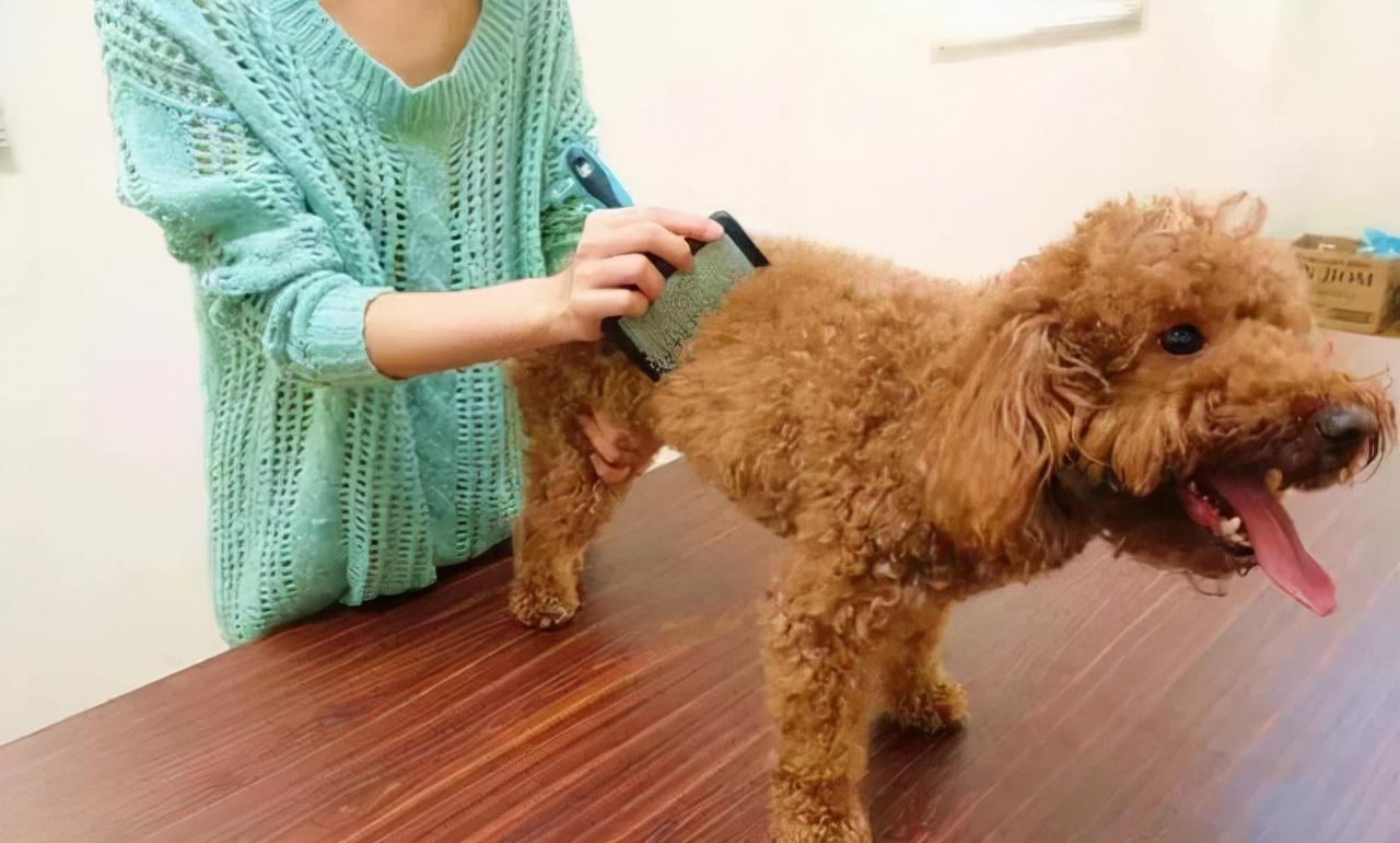 贵宾犬好养还是泰迪好养（贵宾犬和泰迪的区别）