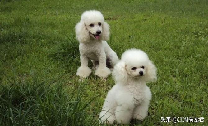 贵宾犬好养还是泰迪好养（贵宾犬和泰迪的区别）