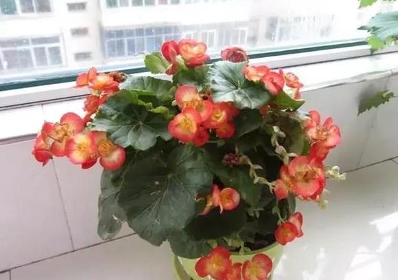 玻璃翠是否适合在室内养-（玻璃翠能在室内养吗）