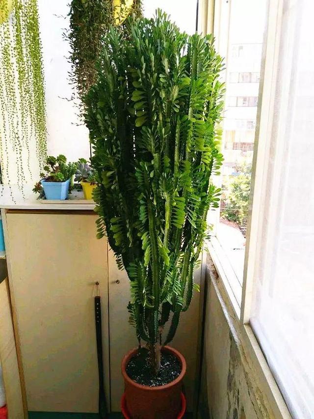 带刺开花植物大全名称（带刺的花有哪些适合家庭养）